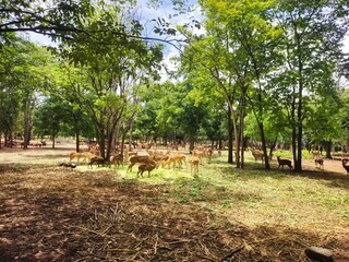 Herd of male and female deer in the field in Chainat Province, Thailand.