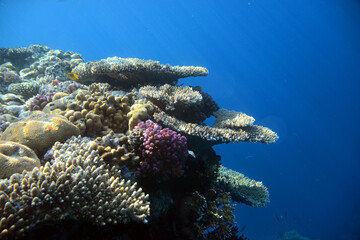 Underwater view of the coral reef. Life in the ocean. School of fish. Coral reef and tropical fish in the Red Sea, Egypt. world ocean wildlife landscape.