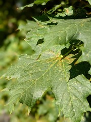 Green leaf in the morning sunshine