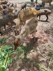 Herd of male and female deer in the field in Chainat Province, Thailand.