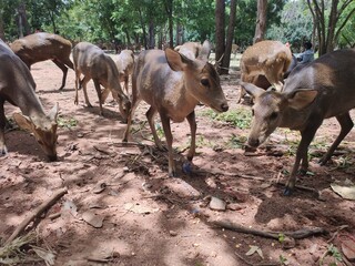 Herd of male and female deer in the field in Chainat Province, Thailand.