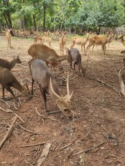 Herd of male and female deer in the field in Chainat Province, Thailand.
