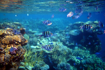 Naklejka na ściany i meble Underwater view of the coral reef. Life in the ocean. School of fish. Coral reef and tropical fish in the Red Sea, Egypt. world ocean wildlife landscape.