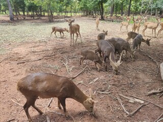 Herd of male and female deer in the field in Chainat Province, Thailand.