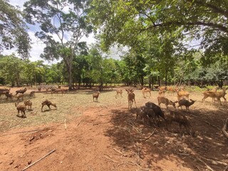 Herd of male and female deer in the field in Chainat Province, Thailand.