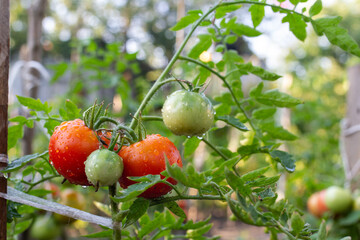 red tomatoes on a branch in the garden after rain