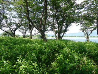 夏の湖畔の木陰で