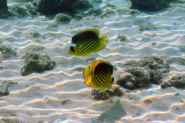 Underwater view of the coral reef. Life in the ocean. School of fish. Coral reef and tropical fish in the Red Sea, Egypt. world ocean wildlife landscape.