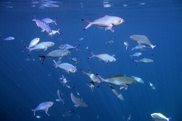 Underwater view of the coral reef. Life in the ocean. School of fish. Coral reef and tropical fish in the Red Sea, Egypt. world ocean wildlife landscape.