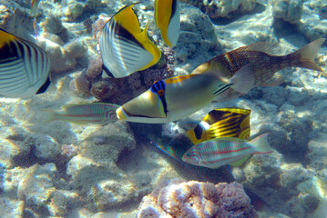 Underwater view of the coral reef. Life in the ocean. School of fish. Coral reef and tropical fish in the Red Sea, Egypt. world ocean wildlife landscape.