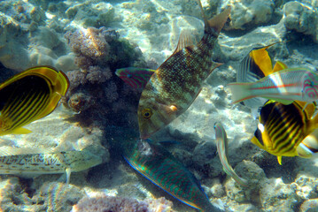 Underwater view of the coral reef. Life in the ocean. School of fish. Coral reef and tropical fish in the Red Sea, Egypt. world ocean wildlife landscape.