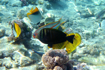 Underwater view of the coral reef. Life in the ocean. School of fish. Coral reef and tropical fish in the Red Sea, Egypt. world ocean wildlife landscape.