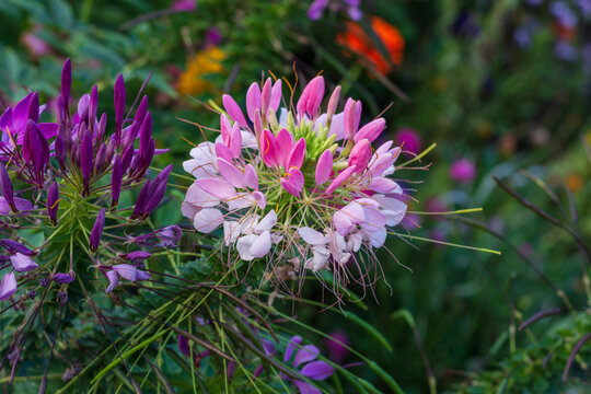 Beautiful Cleoma flower (spider plant) on a natural background, with a bokeh effect