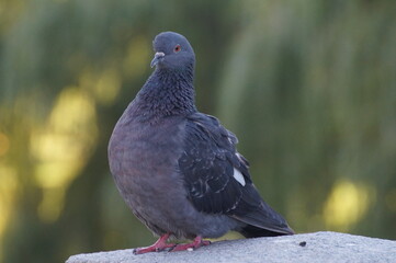 pigeon on the stone