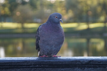 pigeon in the city