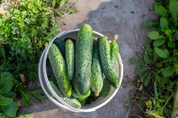 fresh ogrurts from the garden in a bucket