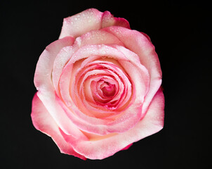 Closeup of blooming pink rose