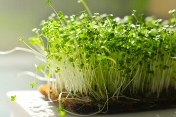 Growing micro greens. Organic microgreen sprouts closeup. 