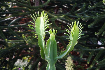 Euphorbia ampliphylla is a spiny, succulent, evergreen tree, the primary branches ascending,...