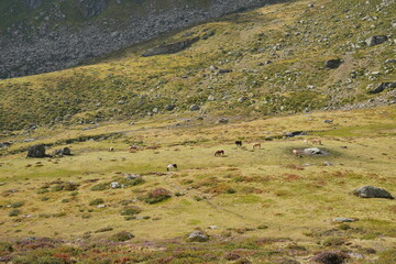 Obraz premium Wanderung Gr. Beil in der Wildschönau