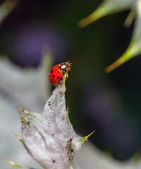 Lady ug on leaf in garden
