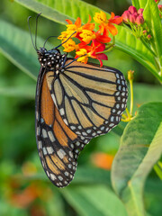 monarch butterfly,Danaus plexippus,