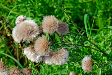 Acker-Kratzdistel, Ackerdistel // Creeping thistle, field thistle (Cirsium arvense)