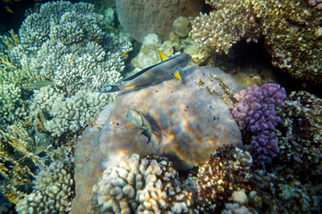 Underwater view of the coral reef. Life in the ocean. School of fish. Coral reef and tropical fish in the Red Sea, Egypt. world ocean wildlife landscape.