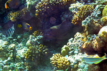 Underwater view of the coral reef. Life in the ocean. School of fish. Coral reef and tropical fish in the Red Sea, Egypt. world ocean wildlife landscape.