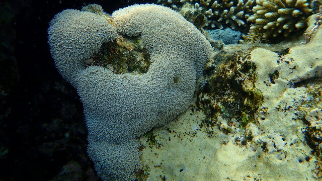 Organ pipe coral (Tubipora musica) undersea, Red Sea, Egypt, Sharm El Sheikh, Nabq Bay
