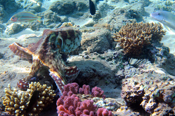 Underwater view of the coral reef. Life in the ocean. School of fish. Coral reef and tropical fish in the Red Sea, Egypt. world ocean wildlife landscape.