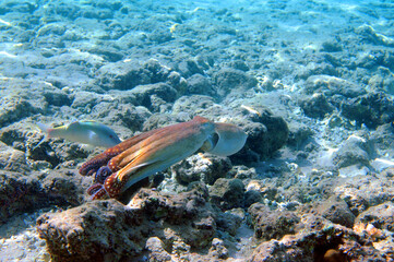 Underwater view of the coral reef. Life in the ocean. School of fish. Coral reef and tropical fish in the Red Sea, Egypt. world ocean wildlife landscape.