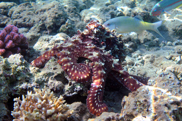 Underwater view of the coral reef. Life in the ocean. School of fish. Coral reef and tropical fish in the Red Sea, Egypt. world ocean wildlife landscape.