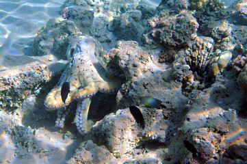 Underwater view of the coral reef. Life in the ocean. School of fish. Coral reef and tropical fish in the Red Sea, Egypt. world ocean wildlife landscape.