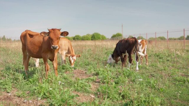 herd of cows grazes in meadow, field during sunny day with clear sky. Nature, Dairy products, beef. Natural healthy products. Healthy food. Farm products, Ferma, animal husbandry, cattle