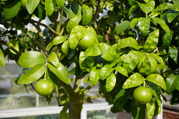 Citrus x paradisi, Rubra Star Ruby, Rutaceae family.