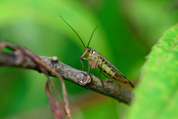 Deutsche Skorpionsfliege // German scorpionfly (Panorpa germanica)