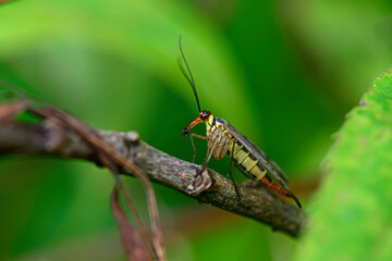 Deutsche Skorpionsfliege // German scorpionfly (Panorpa germanica)