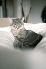 A domestic striped gray cat sleep on the bed. The cat in the home interior.