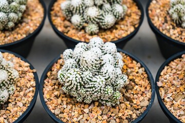 Beautiful cactus in flowerpot with sunlight for background and texture.