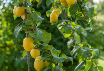 Summer ripe juicy fruits of yellow cherry plum on green branches.