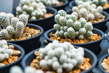 Beautiful cactus in flowerpot with sunlight for background and texture.