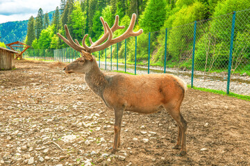 Red deer with large horn standing by green spruce forest. Noble young animal side view