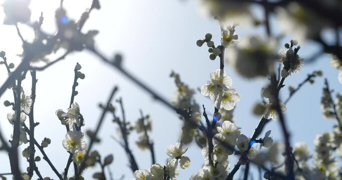 Video of White Plum Blossom fixed photography.