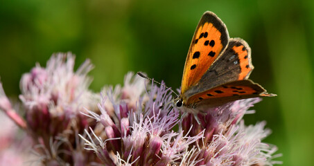 Small copper // Kleiner Feuerfalter  (Lycaena phlaeas)