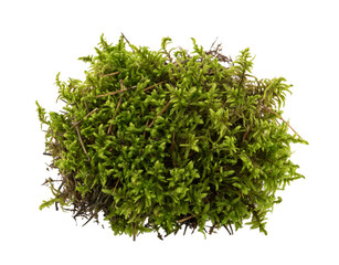 Green moss isolated on white background top view