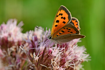 Kleiner Feuerfalter // Small copper (Lycaena phlaeas)