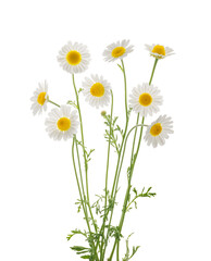 Chamomiles daisy flower isolated on white background without shadow with clipping path