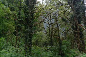 Dense trees overgrown with moss
