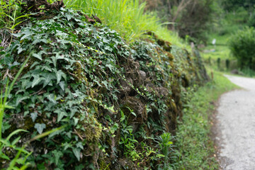 In the foreground, carved green ivy